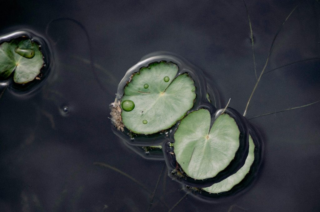 Faire un etang naturel