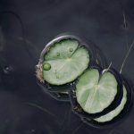 Een natuurlijke vijver aanleggen: praktische en milieubewuste gids