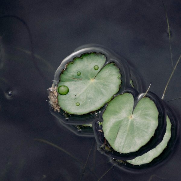 Faire un etang naturel : guide pratique et écoresponsable