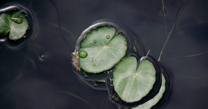 Faire un etang naturel : guide pratique et écoresponsable